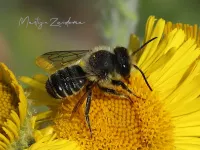 Buikschuierbijen [Megachillidae]